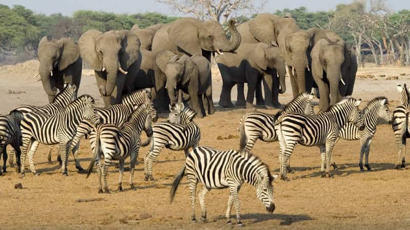 An image of Zebras and elephants grazing.